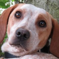 OPRAH, chienne à adopter