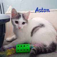 ASTON, chat à adopter