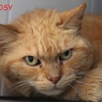 Rosy, chatte à adopter