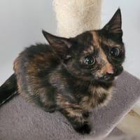 SUCETTE (leucose), chatte à adopter