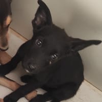 ACXIA, chienne à adopter