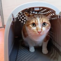 ZIMBA, chat à adopter