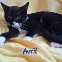 avril, chatte à adopter