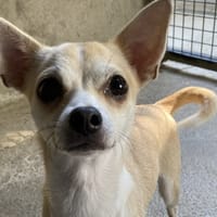 OOKII (réservée), chienne à adopter