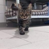 Rubis, chatte à adopter