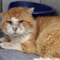 PLUTON, chat à adopter
