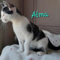 Alma, chatte à adopter