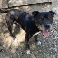 HILDALGO, chien à adopter
