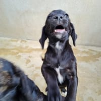 Milo, chien à adopter