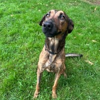 MINOU, chien à adopter