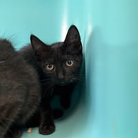 ABALONE, chat à adopter