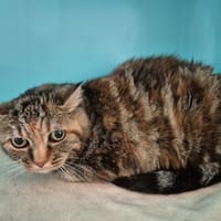 CLOCHETTE, chatte à adopter