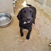 Prince, chien à adopter