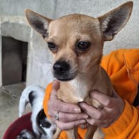 PAMELA réservée, chienne à adopter