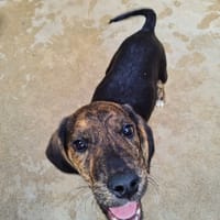Tarzan, chien à adopter