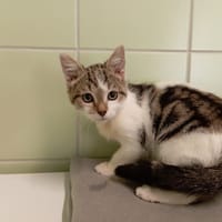 POWELL, chat à adopter