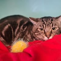 BOBBY, chat à adopter