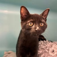 GROOT, chatte à adopter