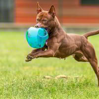 PIXIE (réservée) OAA19721, chienne à adopter