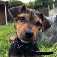 CHATAIGNE, chien à adopter
