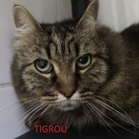 Tigrou, chatte à adopter