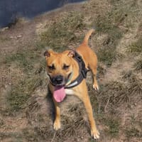 Figaro dit Boule, chien à adopter