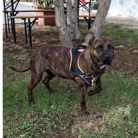 Rosa, chienne à adopter