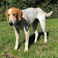 PETITPIEDS VAA, chien à adopter