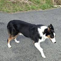 Cisco, chien à adopter