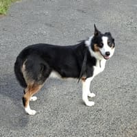 Cisco, chien à adopter