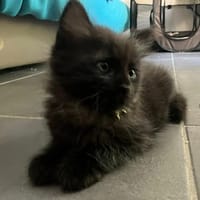 NYMERIA, chatte à adopter