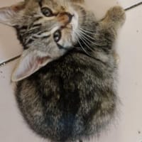 ALFIE, chatte à adopter