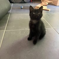 LUNAYA, chatte à adopter