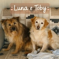 Luna e Toby, cane da adottare
