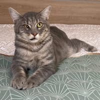 KAIRO, chat à adopter