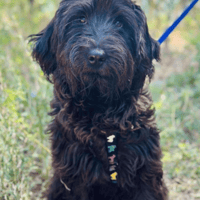 Shyla, female dog to adopt