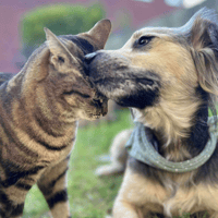 Pip, female dog to adopt