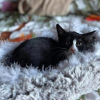ARIELLE, chatte à adopter