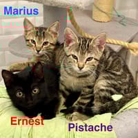 Ernest Marius Pistache, chat à adopter