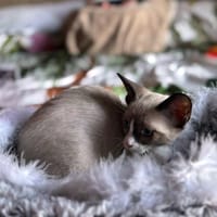 ARTHEMIS, chatte à adopter