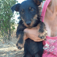 Cairo, dog to adopt