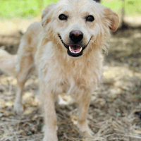 Carina, female dog to adopt