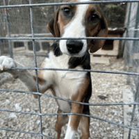 Adalade, female dog to adopt