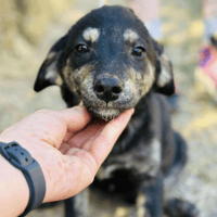 Rhiannon, female dog to adopt