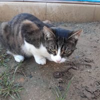 artemis, chat à adopter