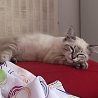 Giselle, chatte à adopter