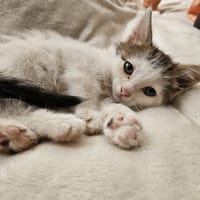 tempete, chat à adopter