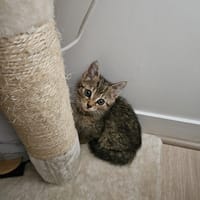 sangha, chat à adopter