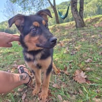 Ares, chien à adopter