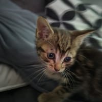 ora, chatte à adopter